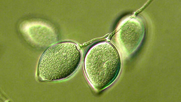 Phytophthora