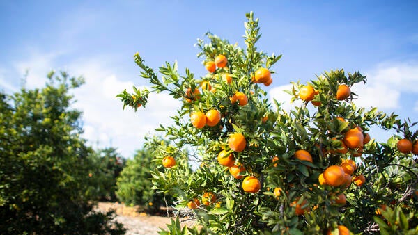 citrus ucr ag ops
