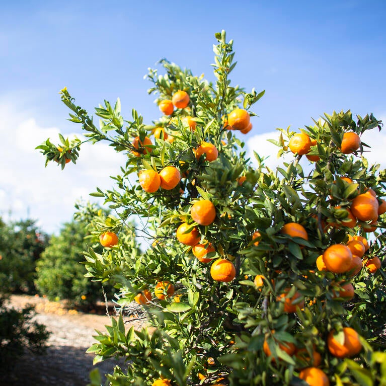 citrus ucr ag ops