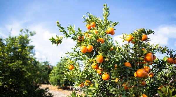 citrus ucr ag ops