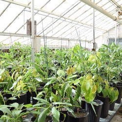 greenhouseplants
